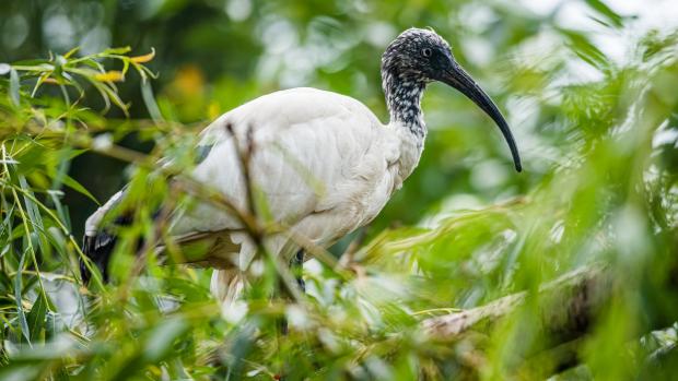 Ibis modrooký. Foto: Petr Hamerník, Zoo Praha