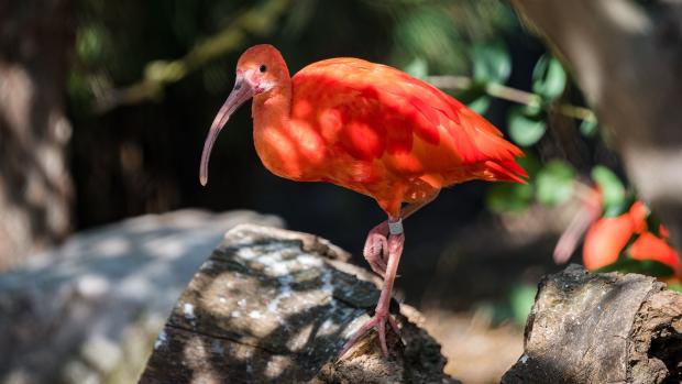 Ibis rudý. Foto: Petr Hamerník, Zoo Praha
