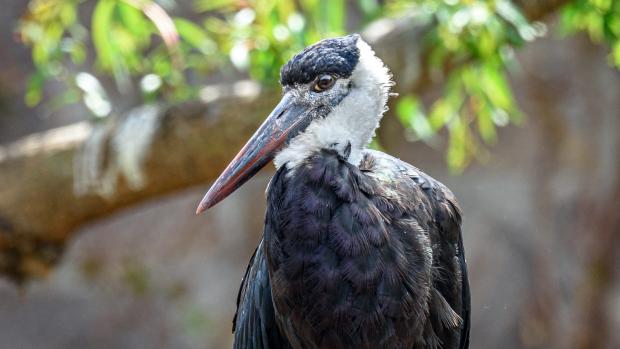 Čáp bělokrký. Foto: Petr Hamerník, Zoo Praha