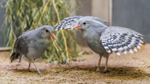 Kagu chocholatý. Foto: Petr Hamerník, Zoo Praha