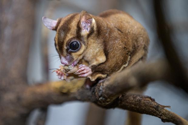 Vakoveverka létavá. Foto: Petr Hamerník, Zoo Praha