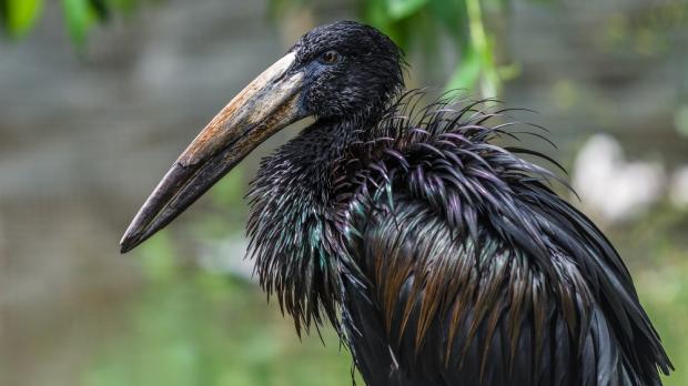 Zejozob africký. Foto: Petr Hamerník, Zoo Praha