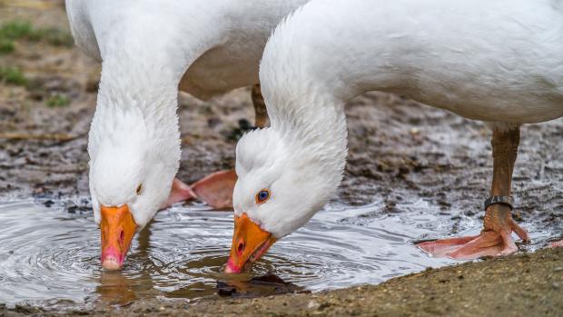 Husa domácí. Foto: Petr Hamerník, Zoo Praha