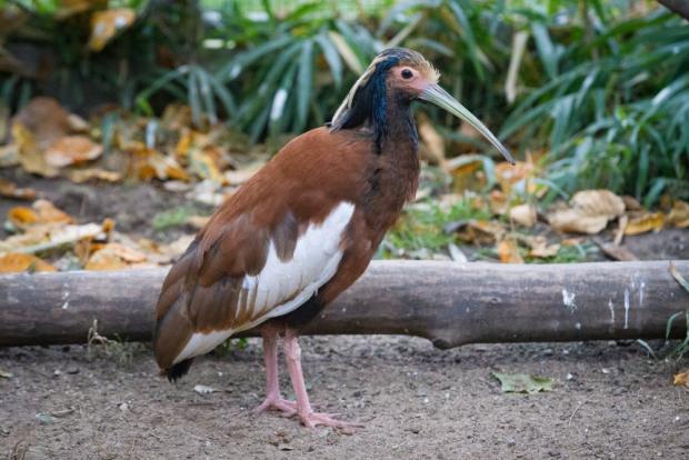 Ibis madagaskarský. Foto: Tereza Mrhálková, Zoo Praha