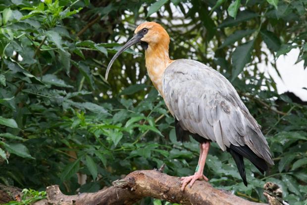 Ibis šedokřídlý. Foto: Tereza Mrhálková, Zoo Praha