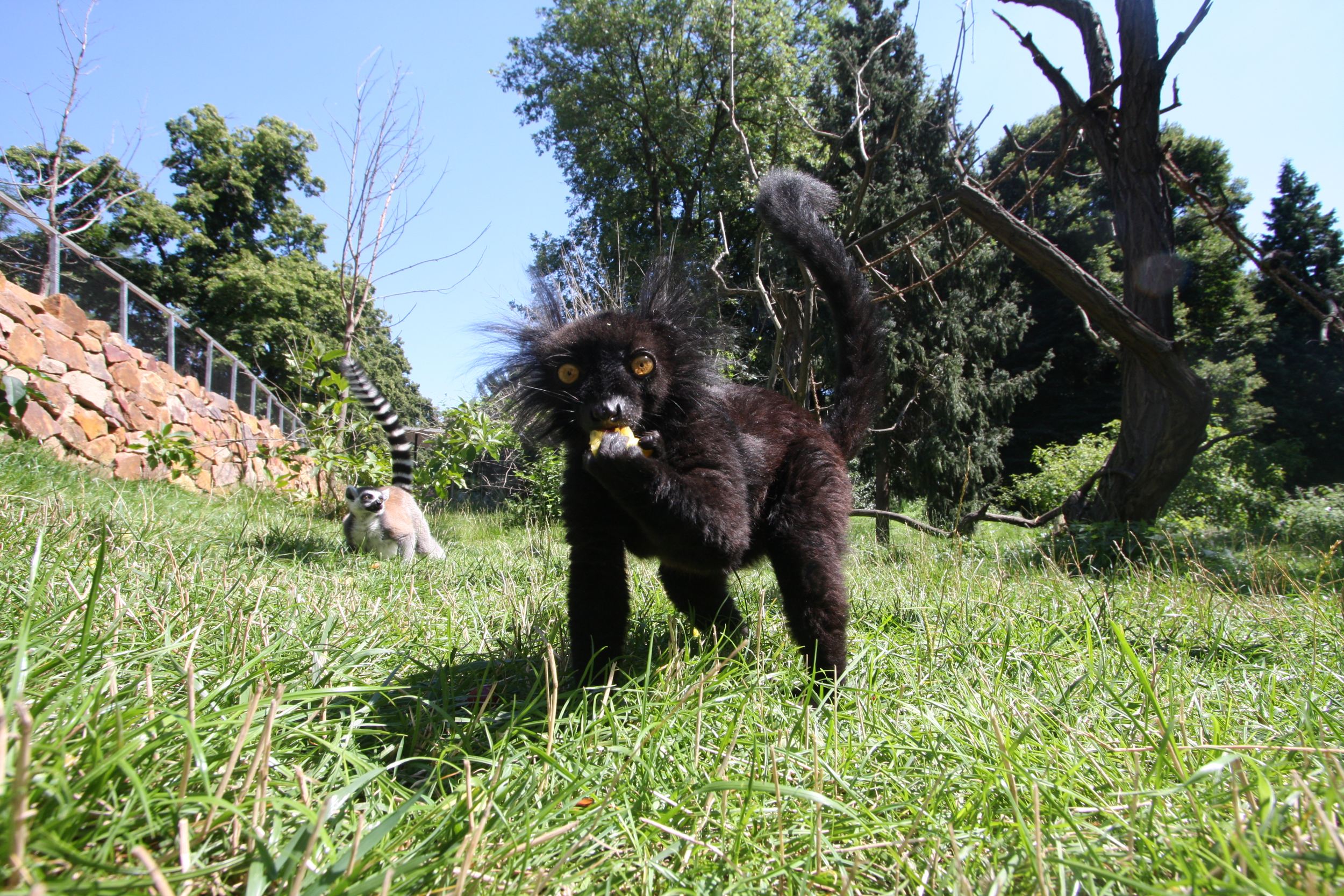 Samec lemura tmavého s lemurem kata na archivním snímku z doby, kdy oba druhy obývaly Ostrov lemurů. Foto: archiv Zoo Praha