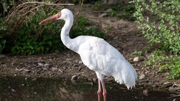 Jeřáb bílý. Foto: archiv Zoo Praha