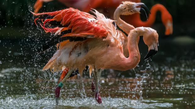 Foto: Petr Hamerník, Zoo Praha