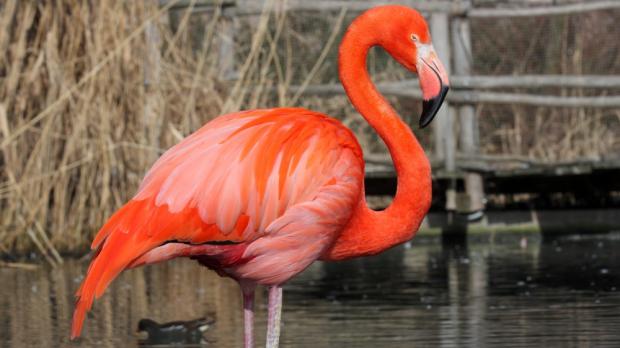 Plameňák kubánský, foto: archiv Zoo Praha