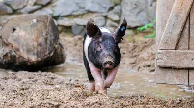 Foto: Petr Hamerník, Zoo Praha