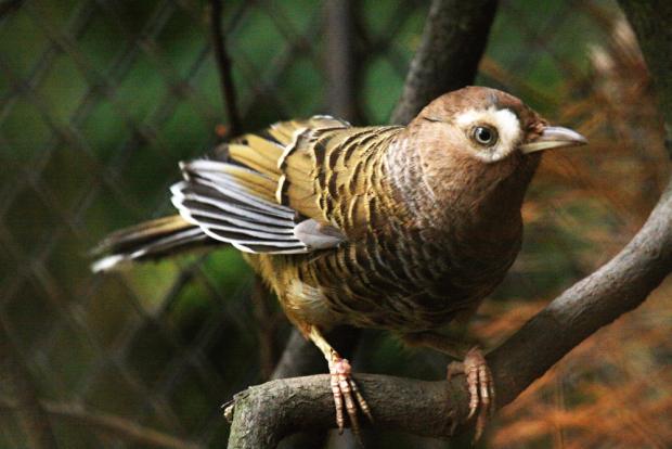 Sojkovec vlnkohřbetý. Foto: Tereza Mrhálková, Zoo Praha