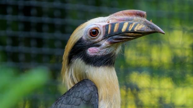 Zoborožec luzonský. Foto: Petr Hamerník, Zoo Praha