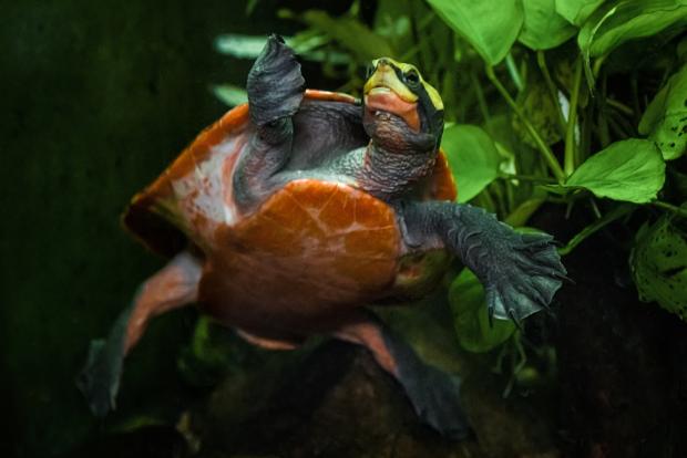 Krátkokrčka červenobřichá. Foto: Petr Hamerník, Zoo Praha