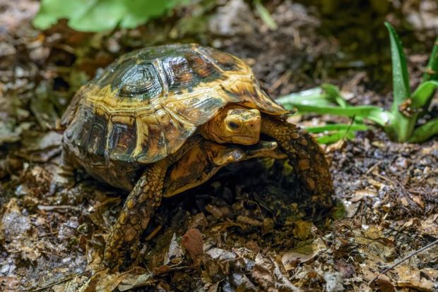 Želva ohebná. Foto: Petr Hamerník, Zoo Praha