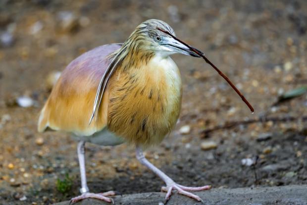 Volavka vlasatá. Foto: Petr Hamerník, Zoo Praha