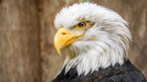 Orel bělohlavý. Foto: Petr Hamerník, Zoo Praha