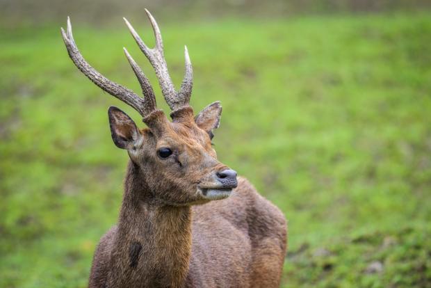 Sambar ostrovní. Foto: Petr Hamerník, Zoo Praha