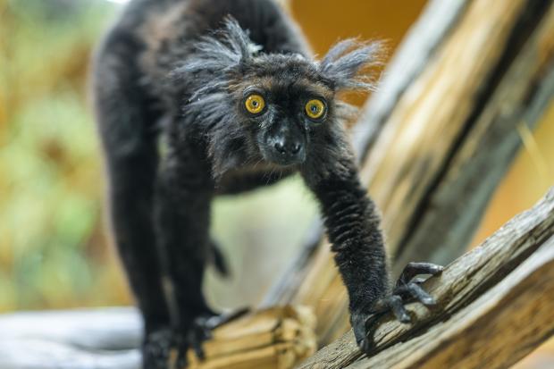 Samec lemura tmavého v expozice Vodní svět a opičí ostrovy. Foto: Petr Hamerník, Zoo Praha