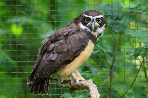 Puštík brýlatý. Foto: Petr Hamerník, Zoo Praha