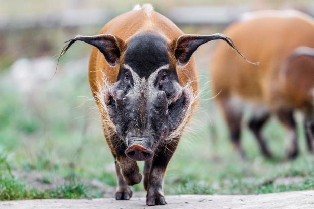 Foto: Tomáš Adamec, Zoo Praha 