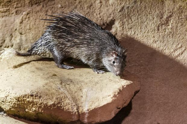 Foto: Tomáš Adamec, Zoo Praha