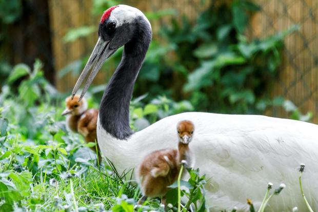 Foto: Tomáš Adamec, Zoo Praha