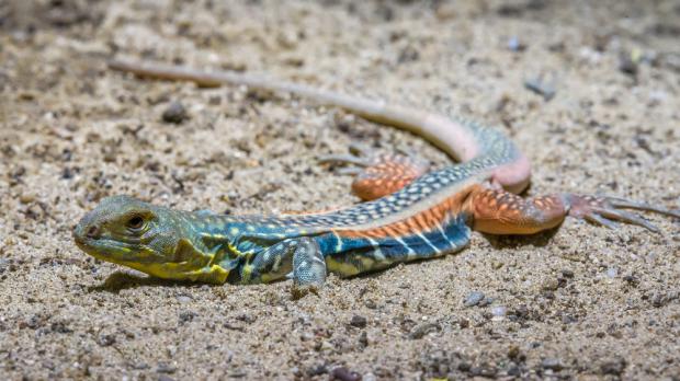 Agama pobřežní. Foto: Petr Hamerník, Zoo Praha