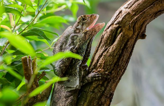 Agama límcová. Foto: Petr Hamerník, Zoo Praha