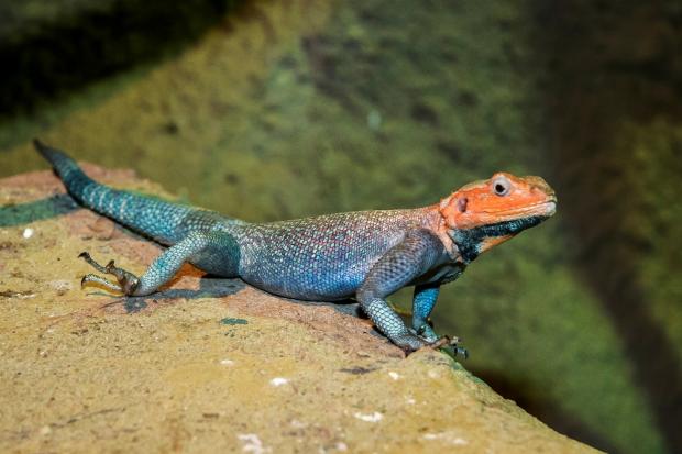 Agama východoafrická, foto: archiv Zoo Praha