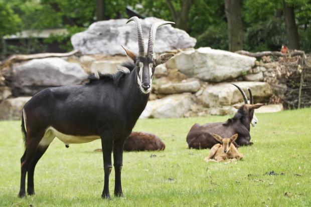 Antilopa vraná, foto: Tomáš Adamec, Zoo Praha