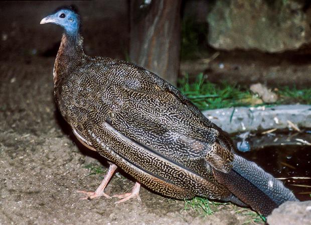 Argus okatý, foto: Vladimír Motyčka, Zoo Praha