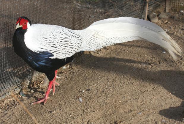 Bažant stříbrný, foto: Tereza Mrhálková, Zoo Praha