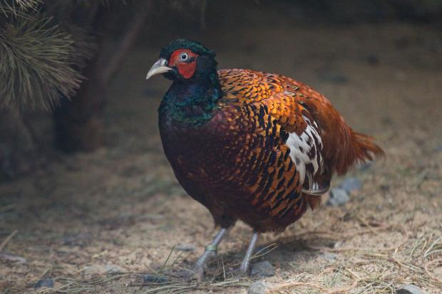 Bažant turkménský, foto: Tomáš Adamec, Zoo Praha