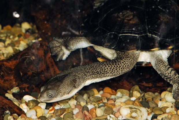 Dlouhokrčka drsná, foto: Petr Velenský, Zoo Praha