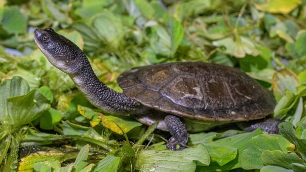 Dlouhokrčka rotiská. Foto: Petr Hamerník, Zoo Praha