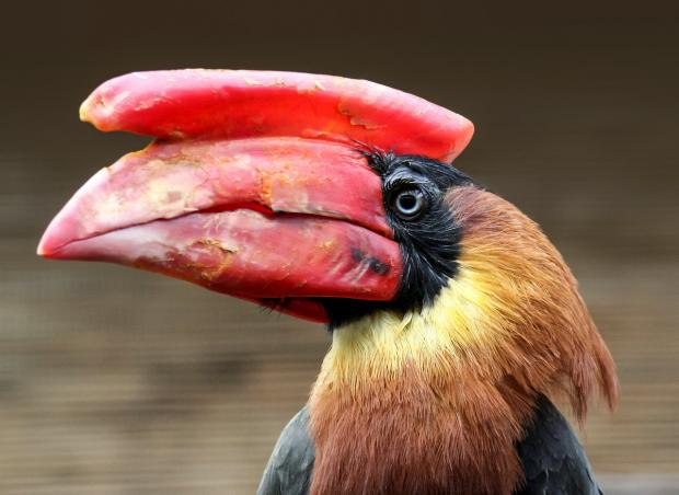 Dvojzoborožec hnědavý, foto: Antonín Vaidl, Zoo Praha