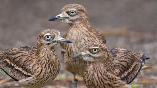 Foto: Petr Hamerník, Zoo Praha