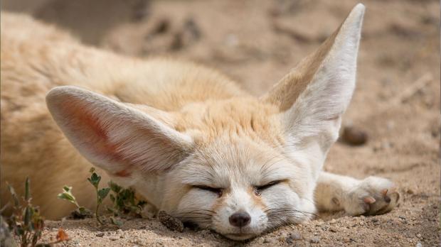 Foto: Tereza Mrhálková, Zoo Praha