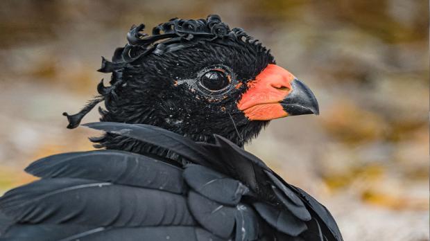 Hoko červenolaločnatý. Foto: Petr Hamerník, Zoo Praha