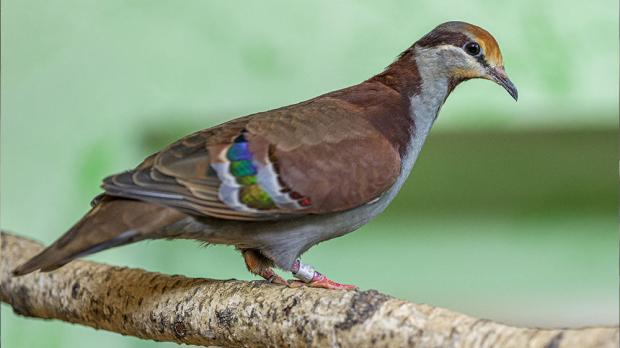 Holub pokřovní. Foto: Petr Hamerník, Zoo Praha