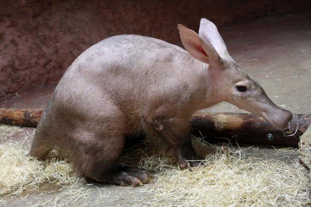 Hrabáč, foto: archiv Zoo Praha