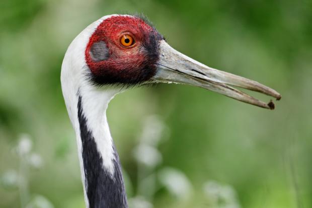 Foto: Tomáš Adamec, Zoo Praha