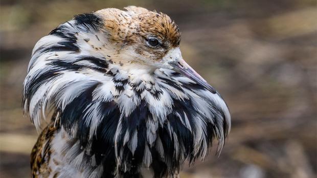 Foto: Petr Hamerník, Zoo Praha