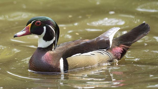 Foto: Petr Hamerník, Zoo Praha