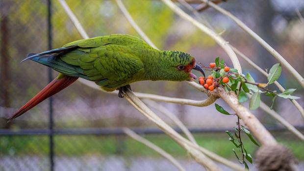 Kogna dlouhozobý. Foto: Petr Hamerník, Zoo Praha