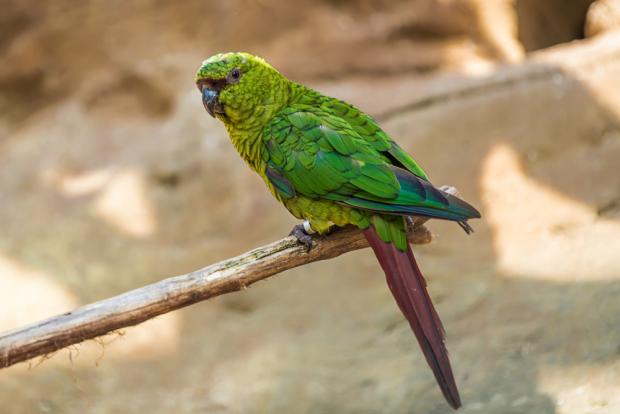 Kogna jižní. Foto: Petr Hamerník, Zoo Praha.