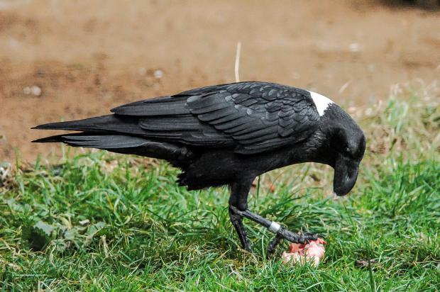 Krkavec bělokrký, foto: Martin Smrček, Zoo Praha