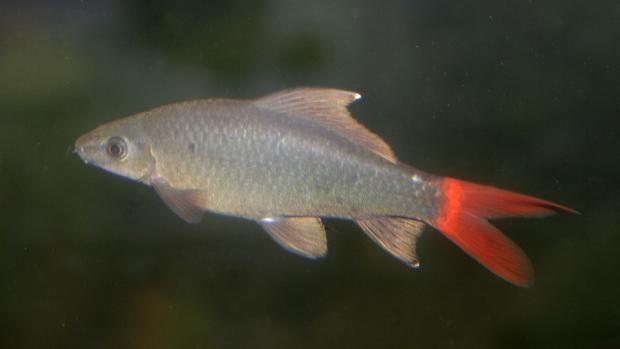 Labeo červenoocasé. Foto: archiv Zoo Praha