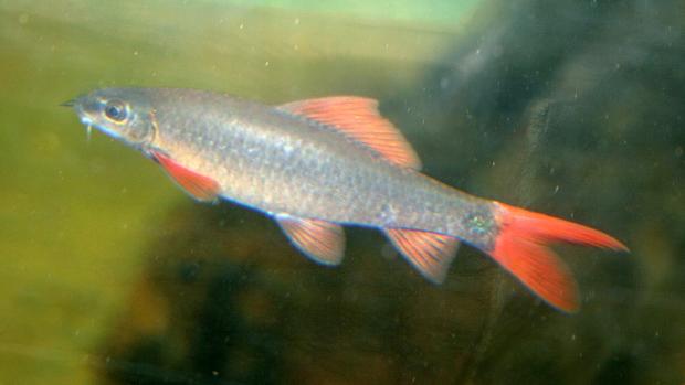 Labeo červenoploutvé. Foto: archiv Zoo Praha