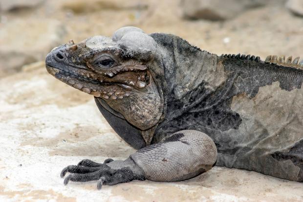 Leguán nosorohý, foto: Tereza Mrhálková, Zoo Praha